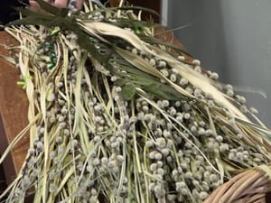Palm Sunday Photos 2026